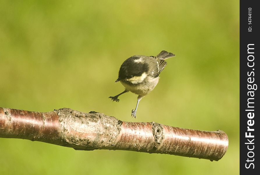 Hard landing ? Coal tit .