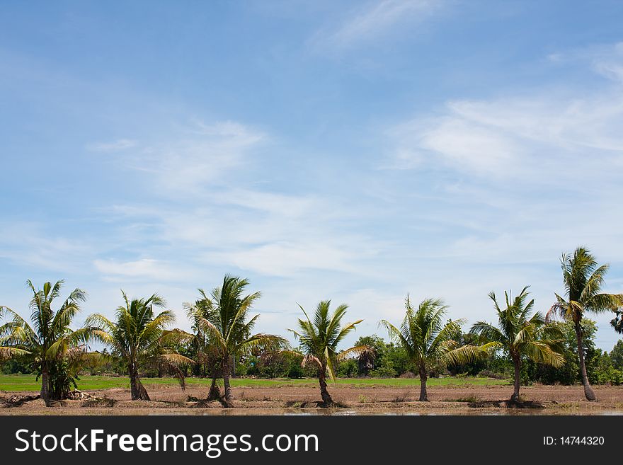 Tree Line In The Field