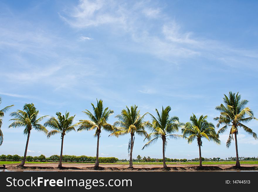 Tree in the field rice and the blue sky, field thailand. Tree in the field rice and the blue sky, field thailand