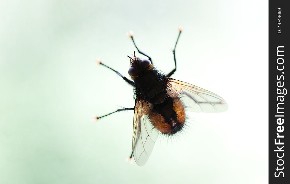 Macro shot of housefly sitting on a window