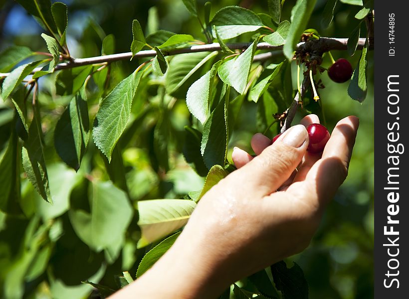 Woman's hand gathering  the red ripe cherries in a garden. Woman's hand gathering  the red ripe cherries in a garden