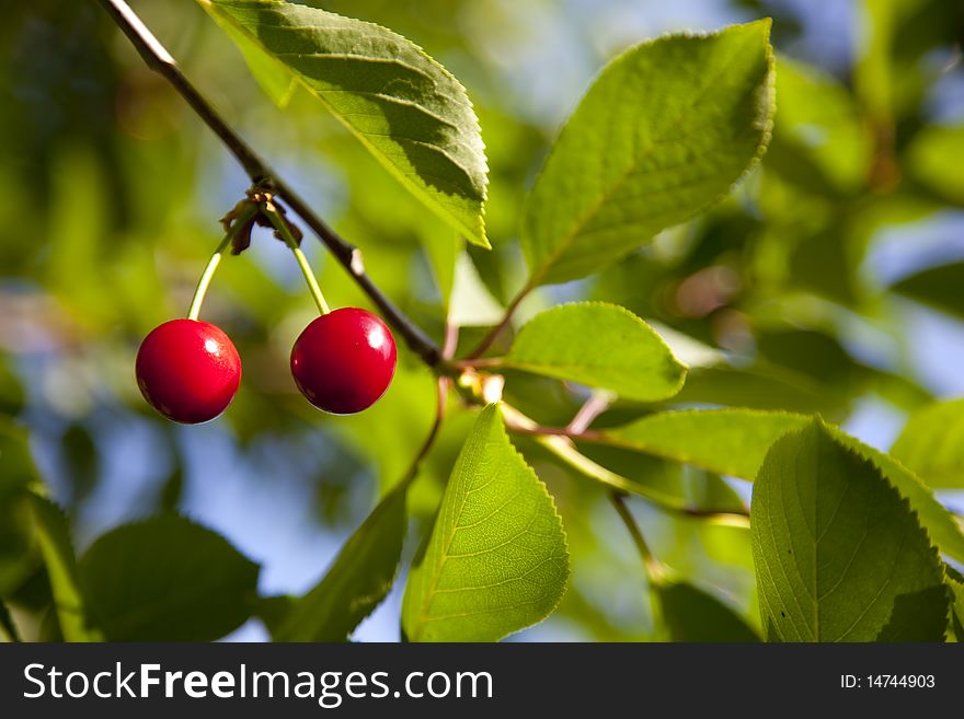 Close-up of two red ripe cherries on a branch and space for copy. Close-up of two red ripe cherries on a branch and space for copy