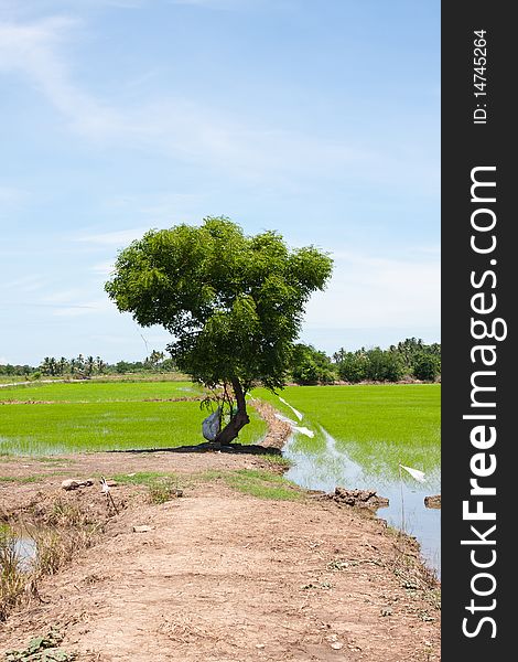 Tree and the field rice on the blue sky in the thailand