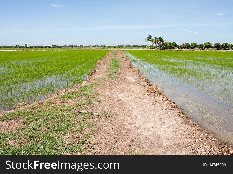 Sidewalk And The Field Rice