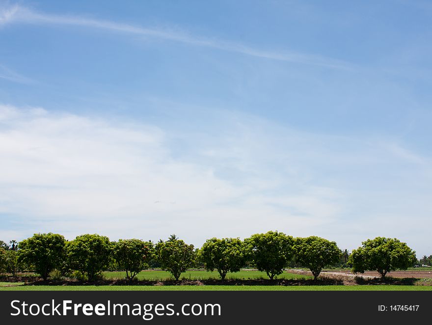 Tree line in the field