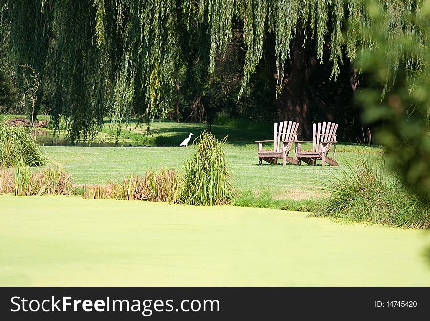 Two old wooden chairs in green meadow with white bird and willow tree. Two old wooden chairs in green meadow with white bird and willow tree