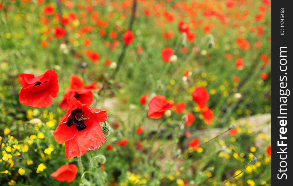 Field of poppies