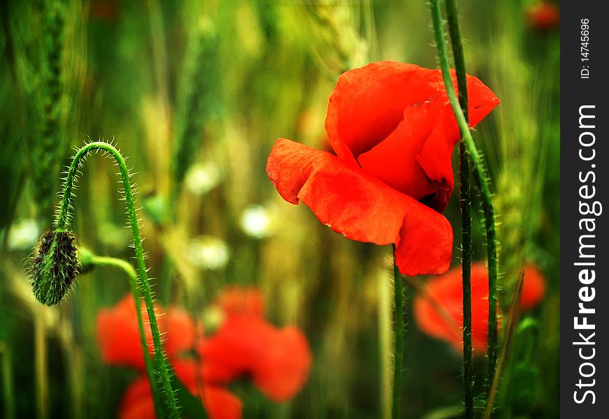 Poppies Close Up