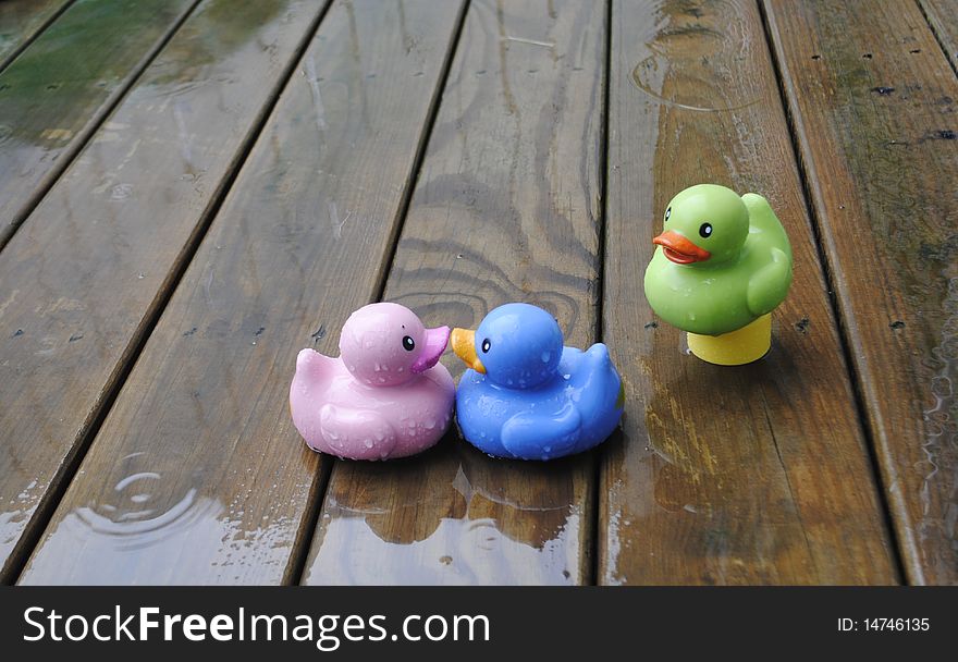 Kissing ducks in the rain with watcher nearby