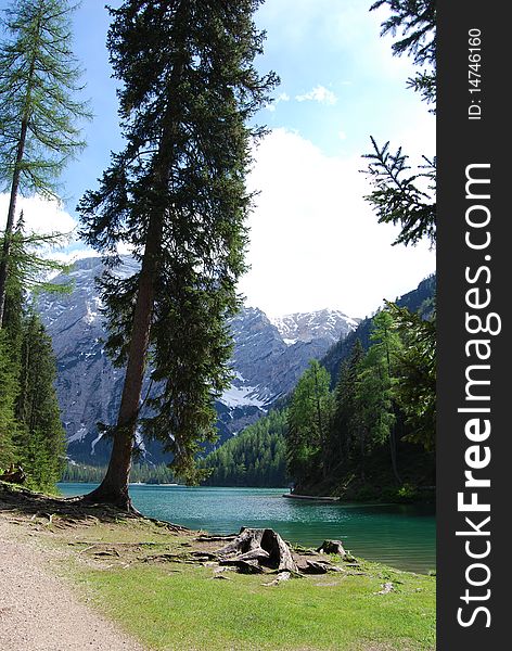 Landscape of Braies lake in northern italy: pines and dolomites. Landscape of Braies lake in northern italy: pines and dolomites