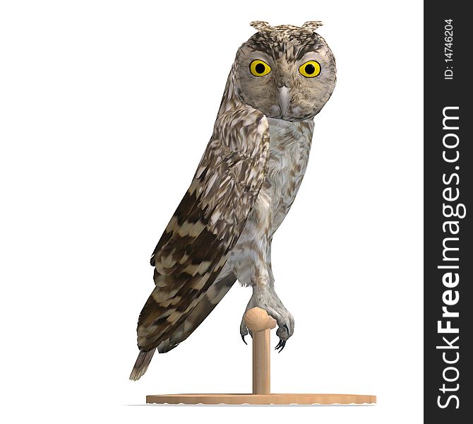 Little Owl Bird. 3D rendering with clipping path