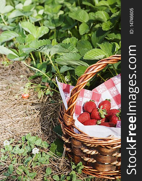 Basket of strawberries with red and white napkin in a strawberry patch. Basket of strawberries with red and white napkin in a strawberry patch