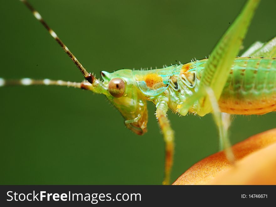 Macro photograph of an insect. Macro photograph of an insect