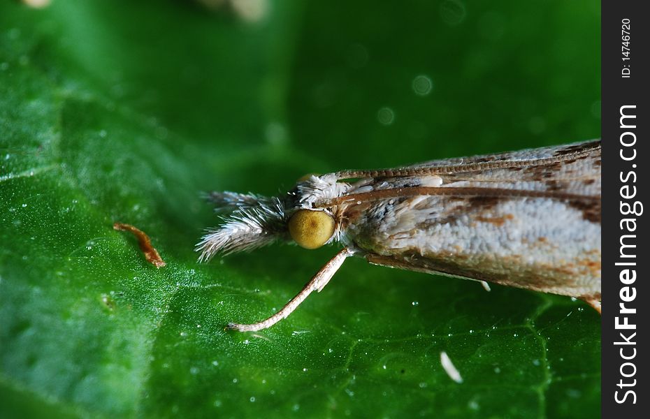 Flying insect with large eye's. Flying insect with large eye's.