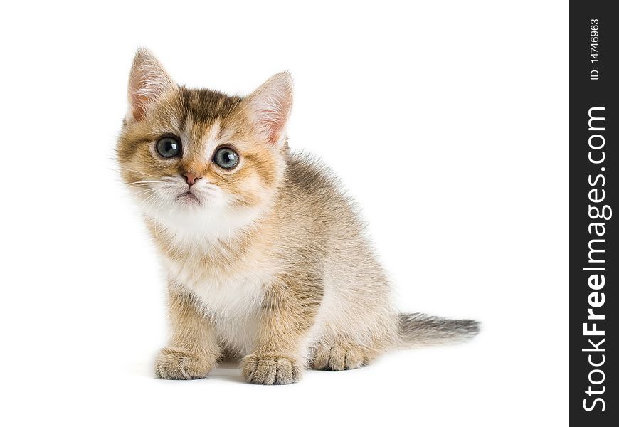 British breed kitten isolated on a white background. British breed kitten isolated on a white background.