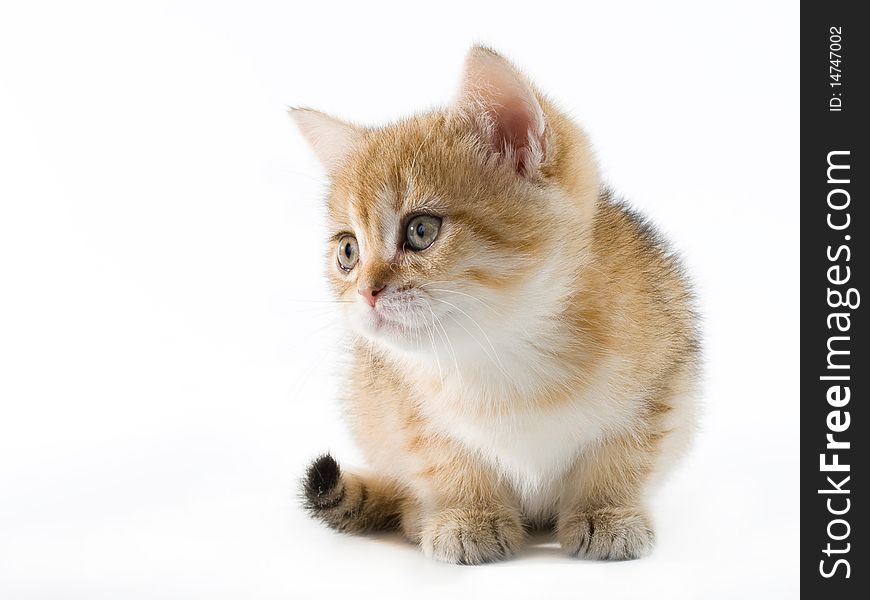 British breed kitten isolated on a white background. British breed kitten isolated on a white background.