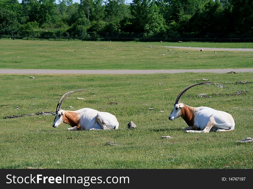Two scimitar-horned oryxs lying on the grass
