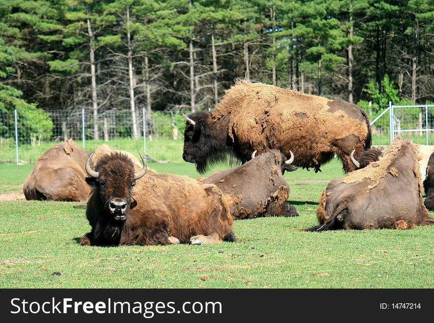 The group of yaks on the meadow
