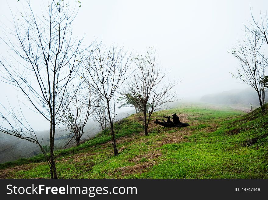 Dry Tree on Fog in the morning at Phetchaboon, Thailand.