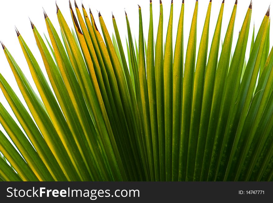 Some part of palm leaf.