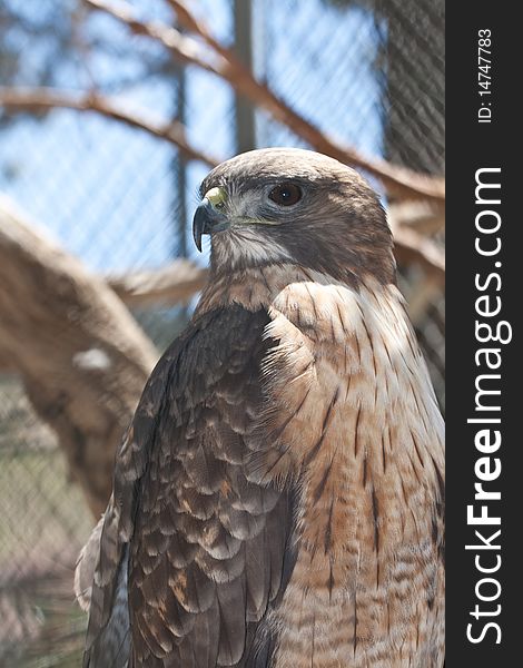 Golden Eagle in captivity due to illness