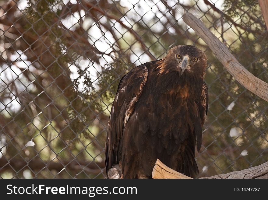 Golden Eagle in captivity due to illness