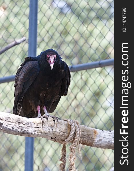 Turkey Vulture on a branch in captivity