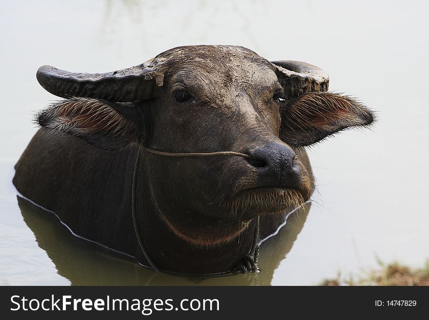 The big Buffalo in muddy ; Ayuttaya Thailand. The big Buffalo in muddy ; Ayuttaya Thailand