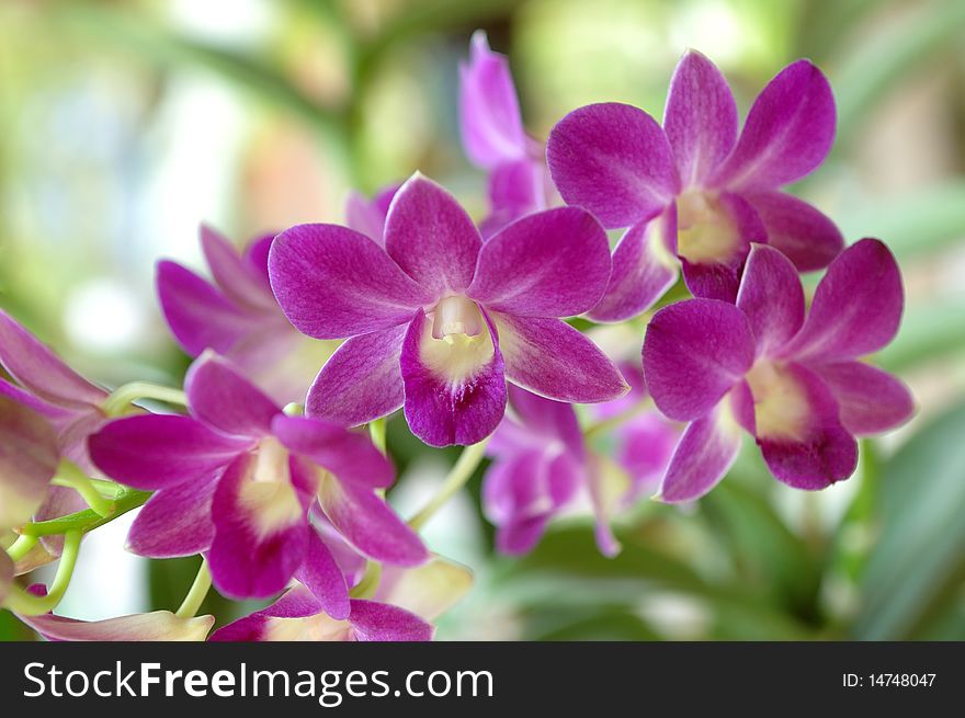 Beautiful Purple orchid Close Up
