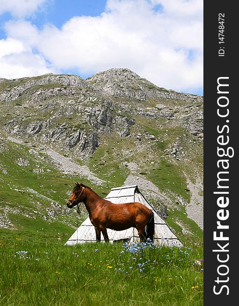 Montenegro Kapetanovo-jezero zivot konj stara-kuca. Montenegro Kapetanovo-jezero zivot konj stara-kuca