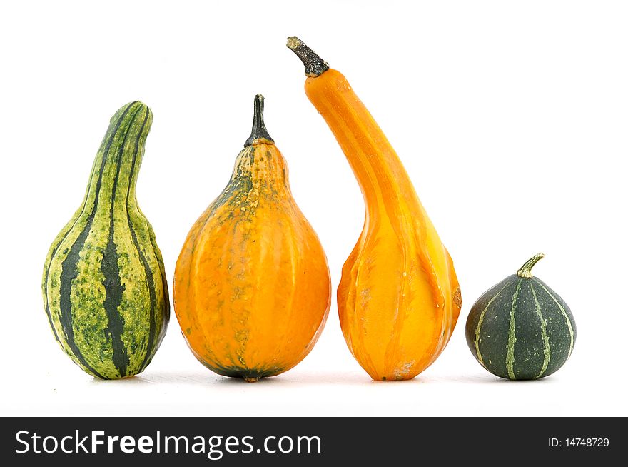 Mini Pumpkins Isolated on a White Background