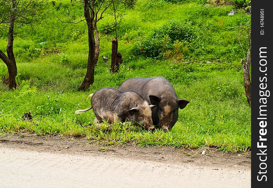 Mountain Pig beside the road at Umphang Tak Thailand