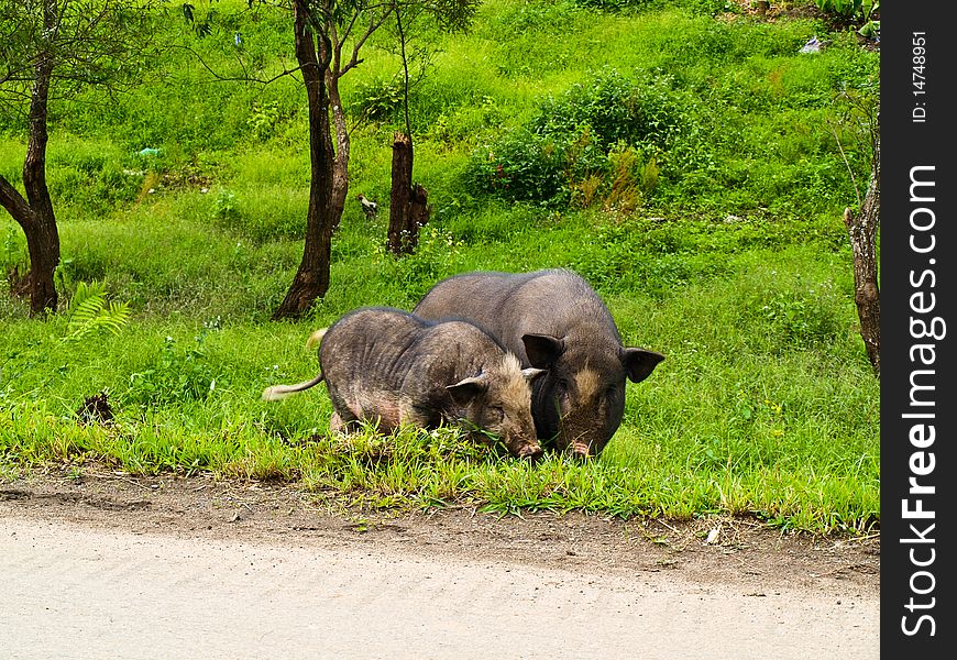 Mountain Pig