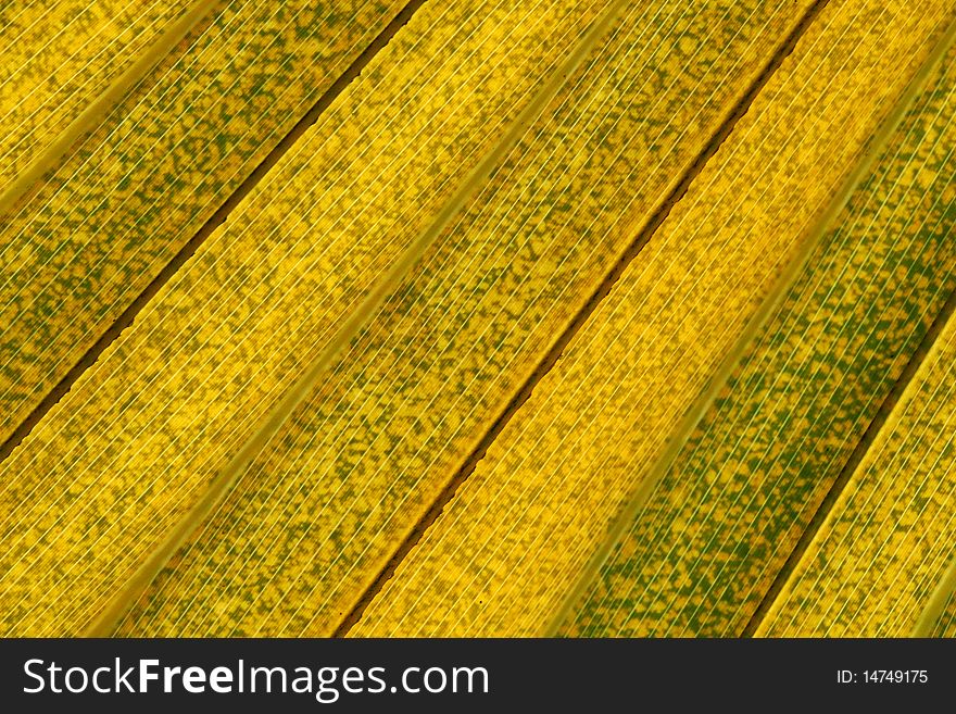 Palm Leaf Texture, Yellow Background