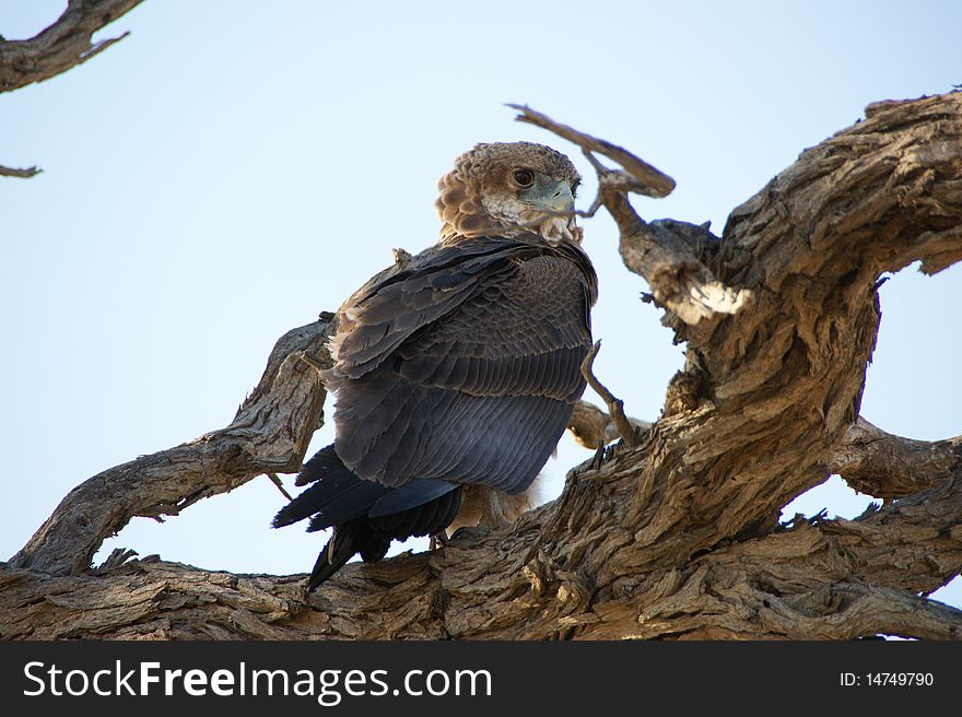 A juvenile bateleur eagle resting on a tree in the Kgalagadi Transfrontier Park, August 2008. A juvenile bateleur eagle resting on a tree in the Kgalagadi Transfrontier Park, August 2008