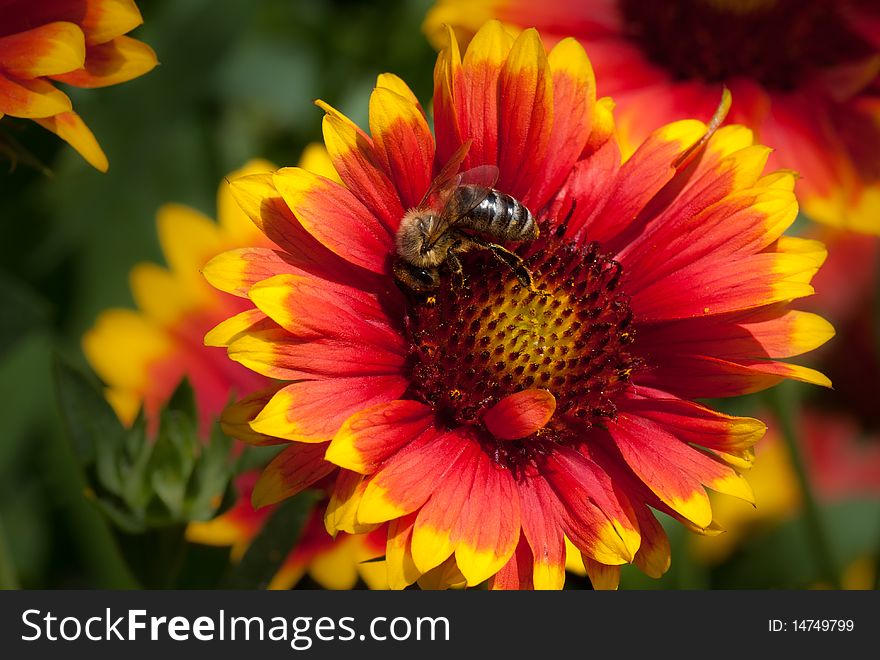 Bee on yellow red flower closeup over blurred summer background