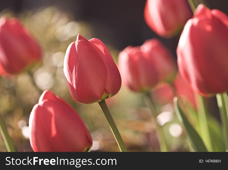 Summer background with red tulips