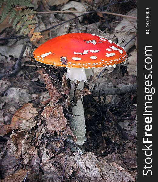 Mushrooms (Amanita Muscaria) in the undergrowth, Piedmont, Italy.