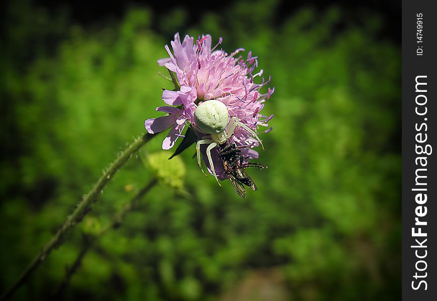 Spider killing a fly on a flower. shallow dof.