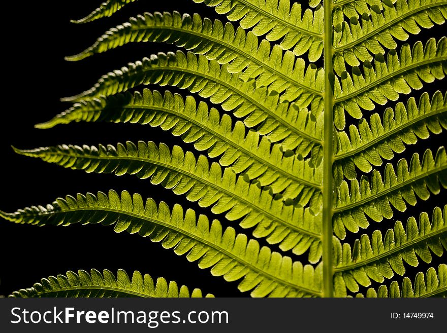 Floral background with green fern