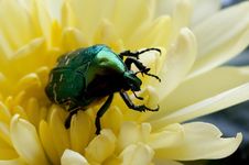 Green Bug (close Up) Stock Image Green Bug (close Up) Stock Image