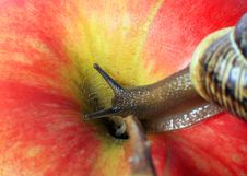 Snail On An Apple Stock Images