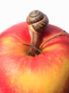 Snail On An Apple Royalty Free Stock Photography