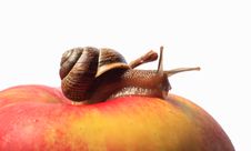 Snail On An Apple Royalty Free Stock Photos