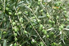 Green Olives Royalty Free Stock Images