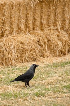 Rook And Straw Royalty Free Stock Image