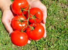 Large Ripe Tomatoes Stock Photo Large Ripe Tomatoes Stock Photo