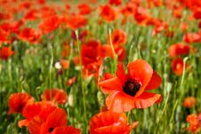 Poppy Field Royalty Free Stock Photo Poppy Field Royalty Free Stock Photo