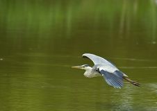 Grey Heron On Narrow Flight Royalty Free Stock Image