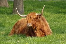 Highland Cattle, Kyloe Stock Photo